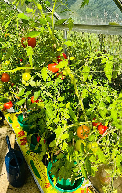 lifestyle tomatoes